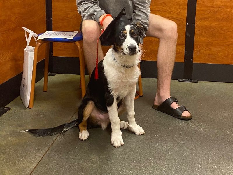 Milk – Australian Shepherd x Poodle Male Dog for Adoption in Georgia | Vaccinated