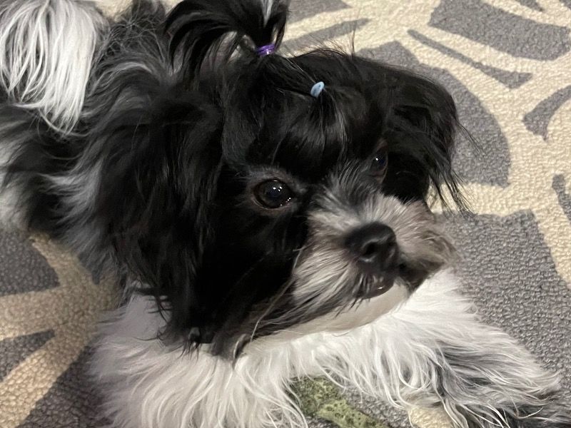 Lola – Maltese Shih Tzu Female Dog for Breeding in Colorado | Vaccinated