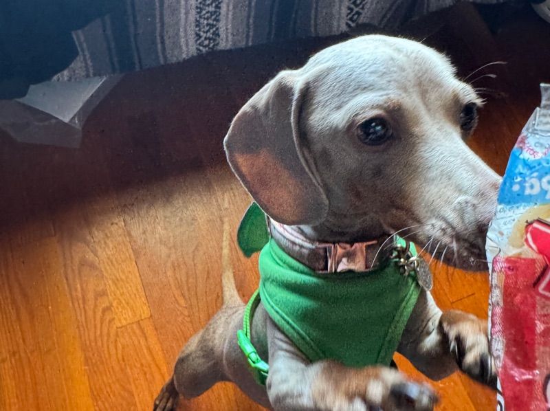 Obella – Miniature Dachshund Female Dog for Breeding in California | Vaccinated