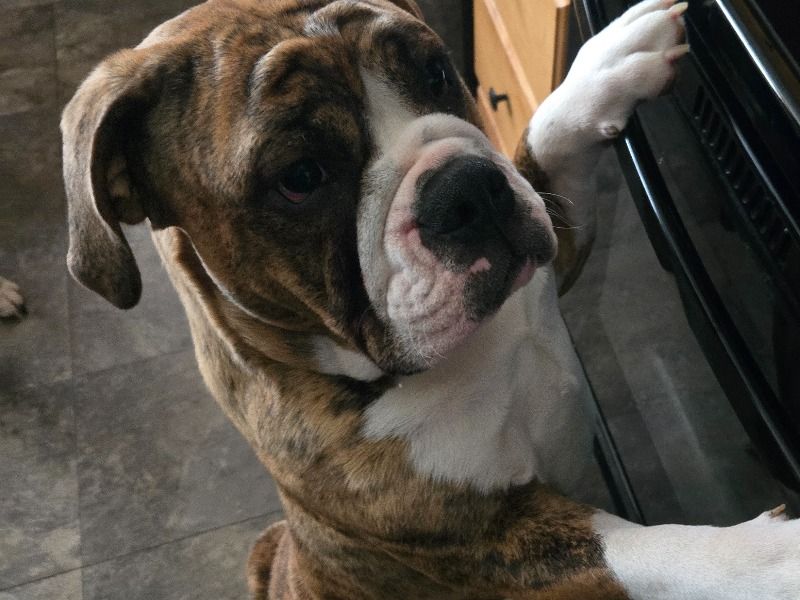 Major – Beabull Male Dog for Sale in Kentucky | Vaccinated