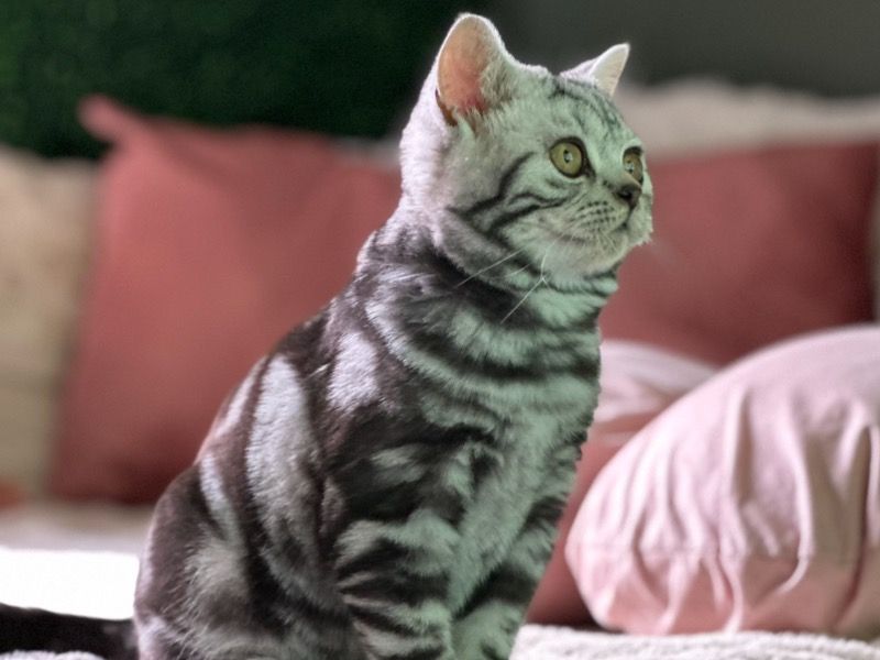 Sache – Scottish Straight Male Cat for Sale in California | Vaccinated