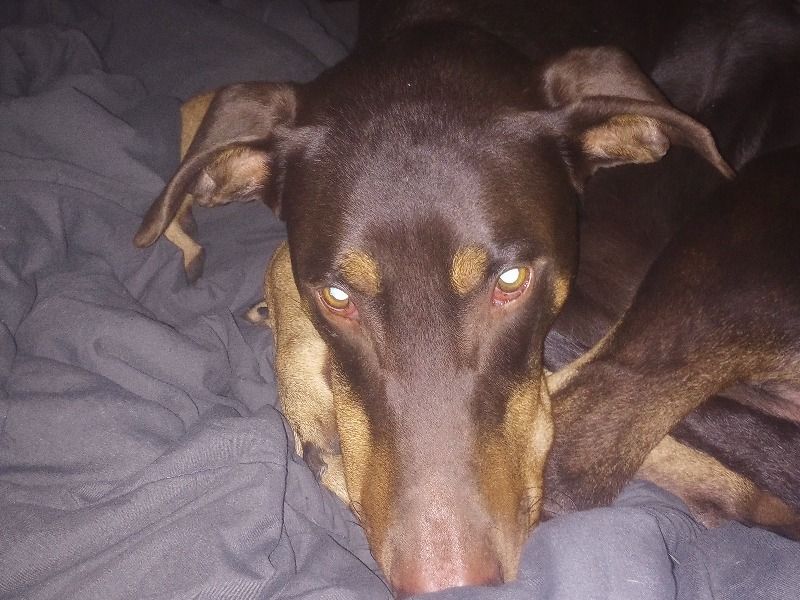 Doc – Doberman Stud Dog for Breeding in California | Vaccinated