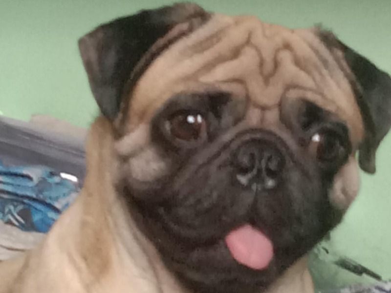 Ciero – Pug Stud Dog for Breeding in Tamil Nadu | Vaccinated