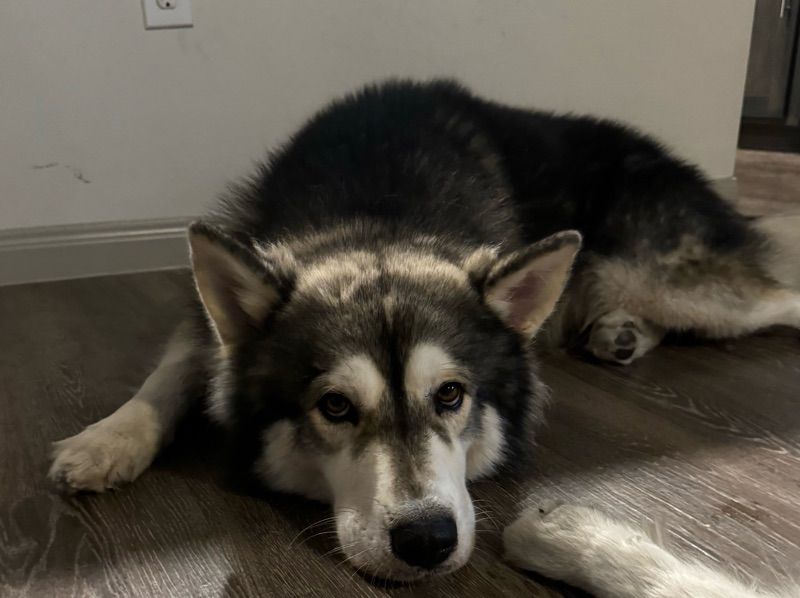 Hunter – Siberian Husky x Alaskan Malamute Stud Dog for Breeding in Texas | Vaccinated