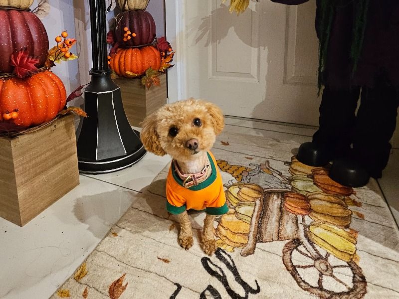 Daisy – Poochon Female Dog for Breeding in Cymru | Vaccinated
