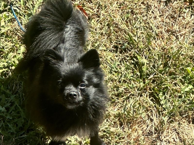 Jack – Pomeranian Stud Dog for Breeding in Missouri | Vaccinated