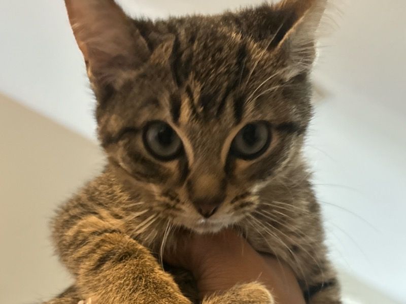 Dior – Tabby Female Cat for Sale in Florida
