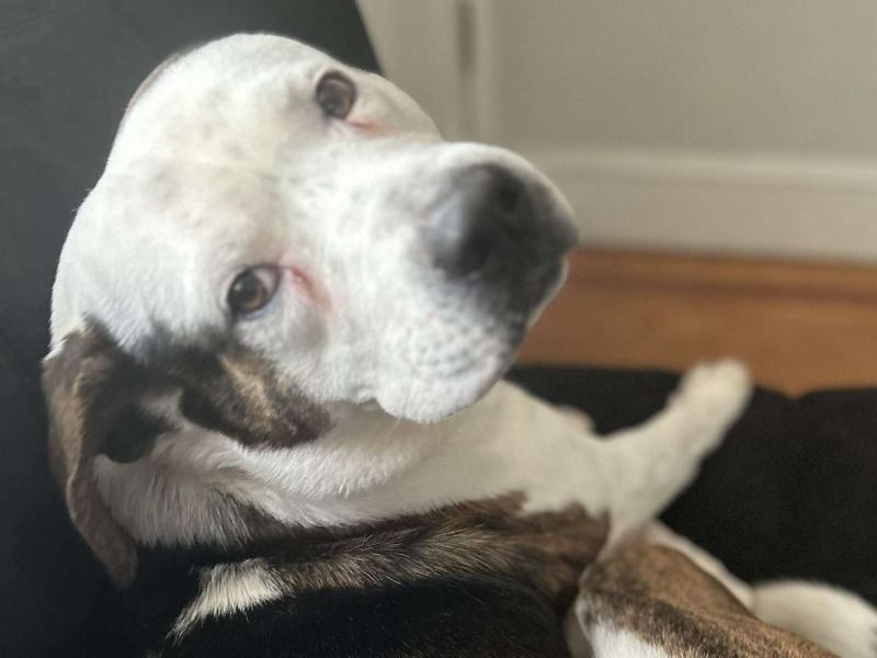 Finn – Pitsky x Pitsky Male Dog for Sale in Virginia | Vaccinated