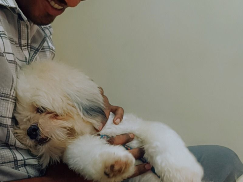 Chotu – Shih Tzu Stud Dog for Breeding in Andhra Pradesh | Vaccinated