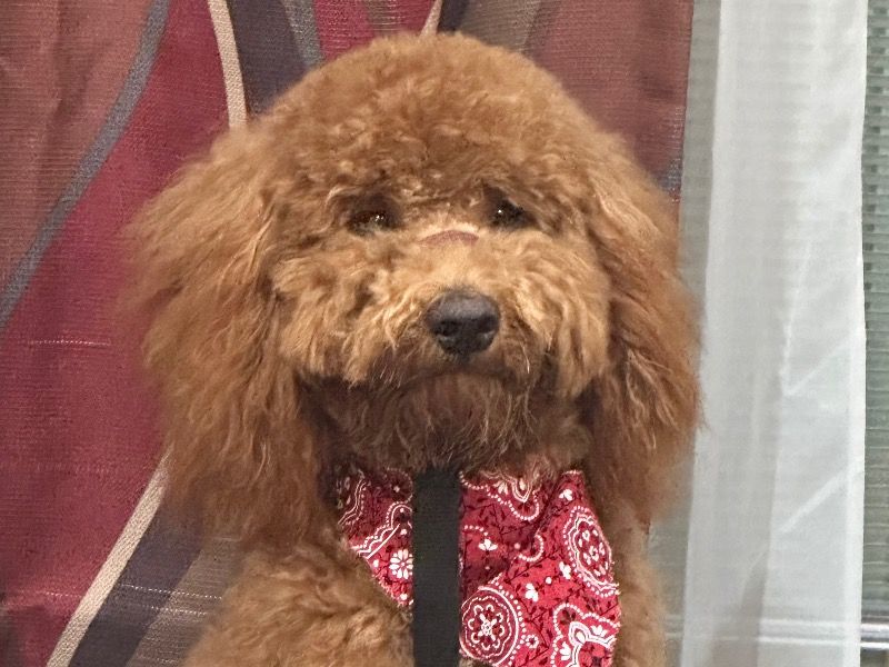 Murphy – Mini Golden Doodle Stud Dog for Breeding in Texas | Vaccinated