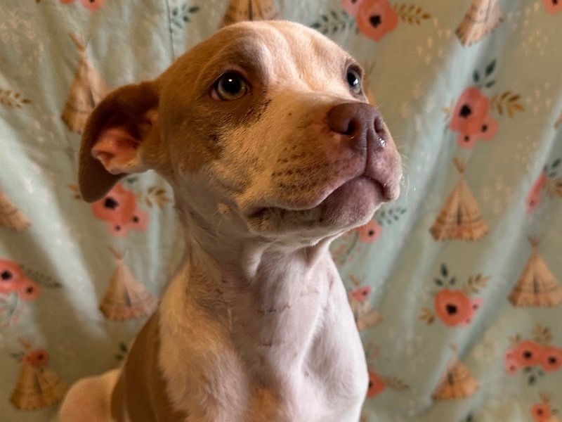 Penelope – American PitBull Terrier Female Dog for Adoption in California | Vaccinated