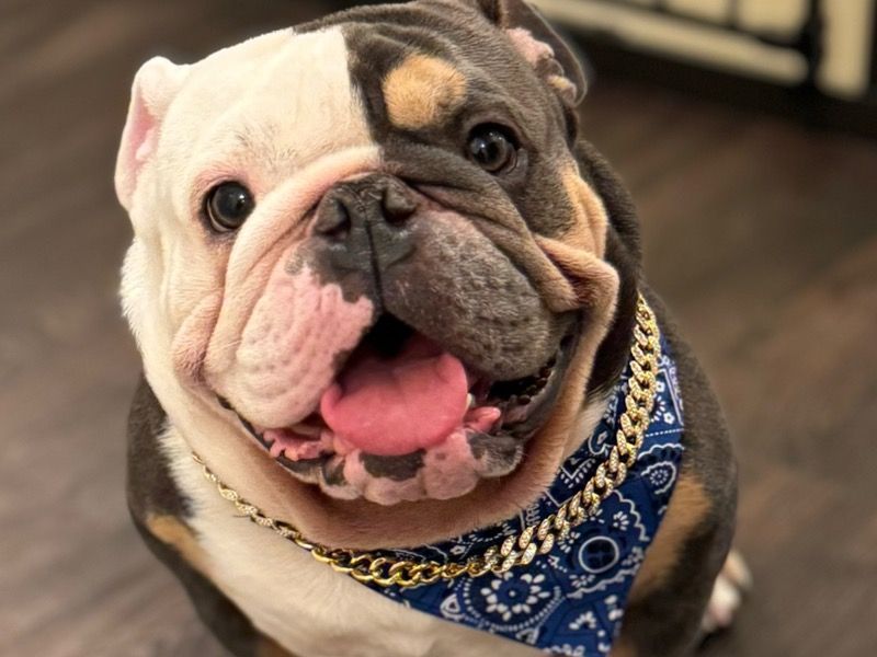 Sparky – White English Bulldog Stud Dog for Breeding in California | Vaccinated