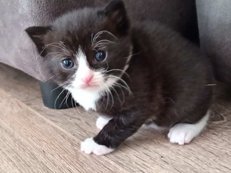 Kitten 2 – Burmese Female Cat for Sale in England