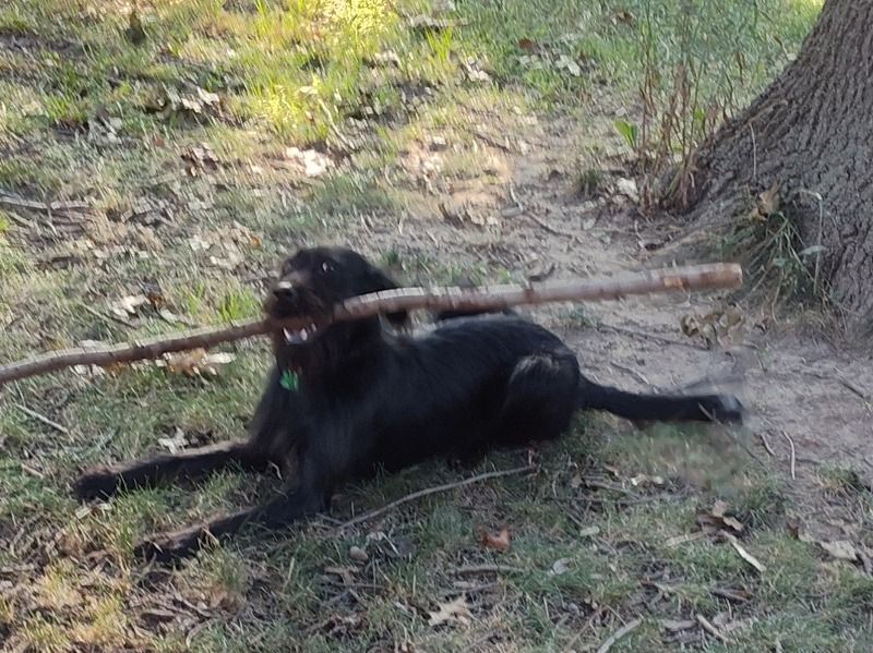 Lucy – Labrador Retriever Female Dog for Sale in Missouri | Vaccinated