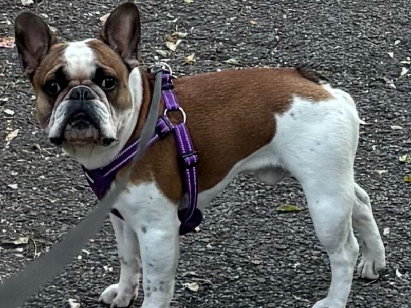Frankie – French Bulldog Stud Dog for Breeding in New Jersey | Vaccinated