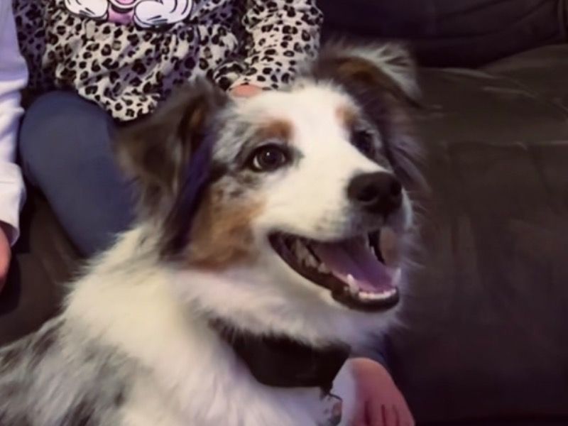 Phoenix – Australian Cattle Dog Female Dog for Sale in Indiana | Vaccinated