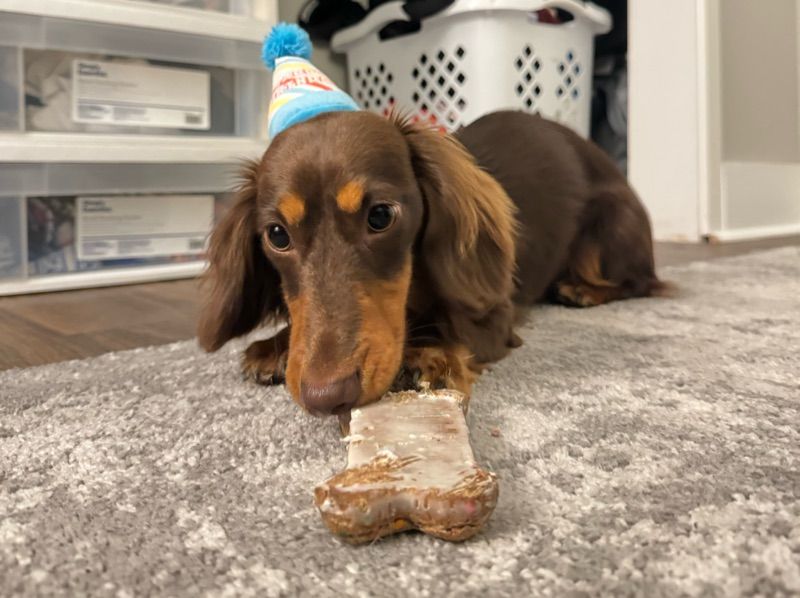 Milo – Miniature Dachshund Stud Dog for Breeding in Florida | Proven Stud, Vaccinated