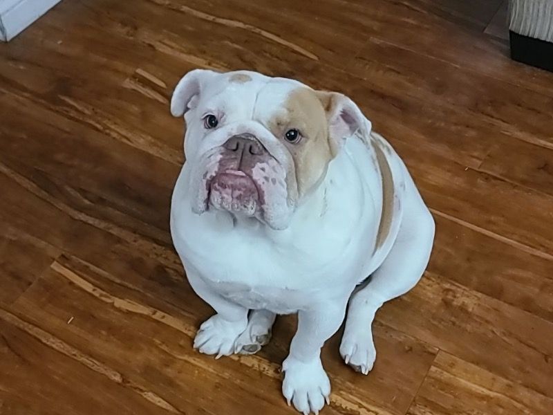 Peaches – Bulldog Female Dog for Breeding in Washington | Vaccinated