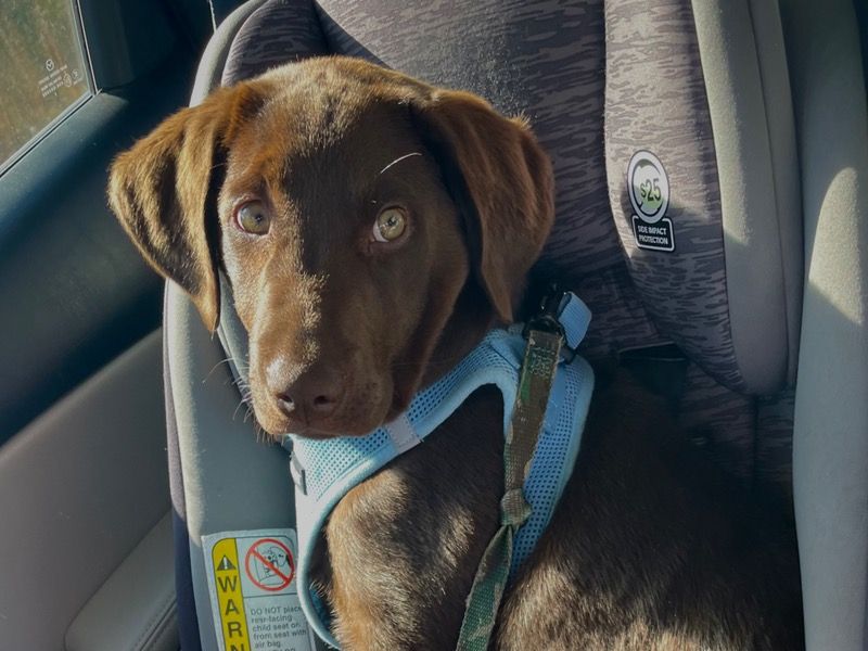 Whiskey – Labrador Retriever Male Dog for Sale in Iowa | Vaccinated