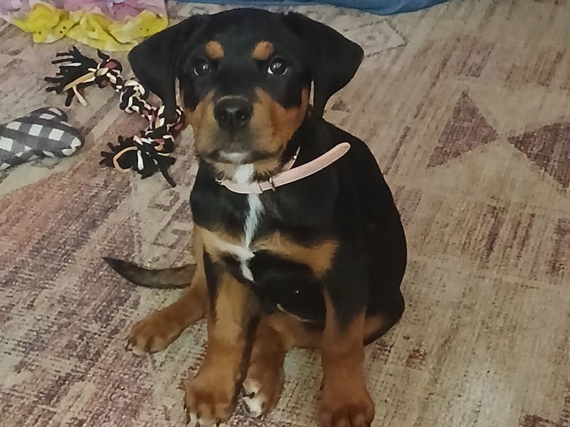 Mamas – Rottweiler Female Dog for Sale in New Mexico