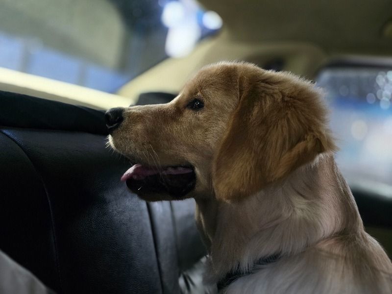 Tito – Golden Retriever Male Dog for Socialization in Gujarat | Vaccinated