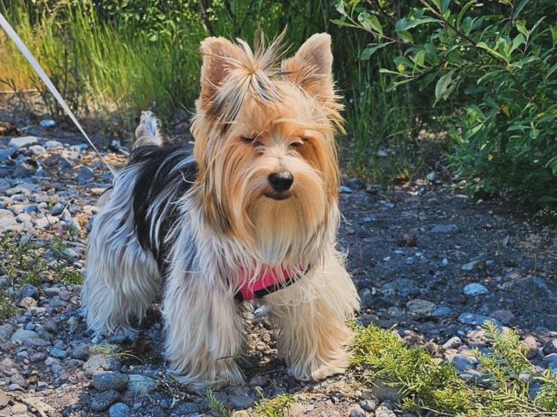 Sunday – Yorkshire Terrier Female Dog for Breeding in Washington | Vaccinated