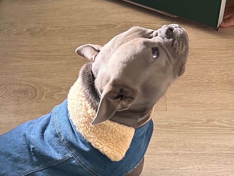 Luna – French Bulldog Female Dog for Sale in Virginia