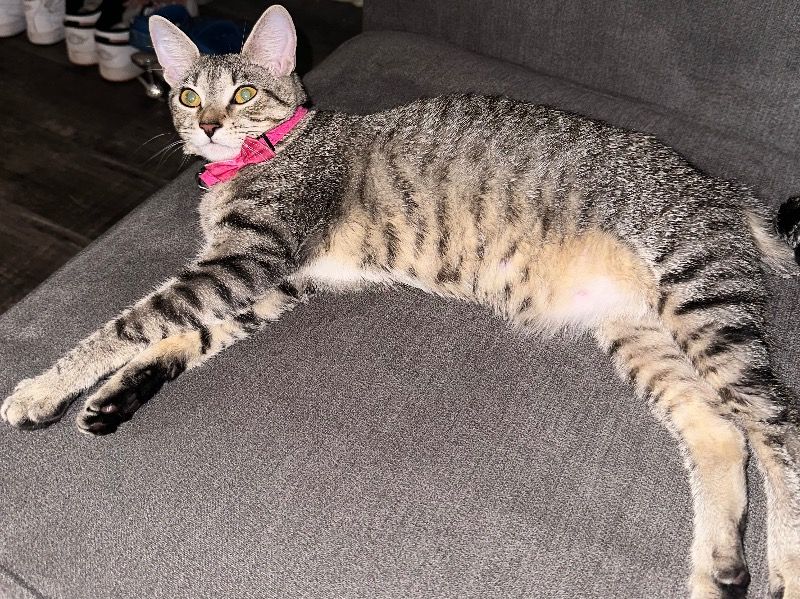 Love – American Shorthair Female Cat for Breeding in Ohio | Vaccinated