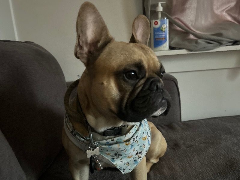 Odin – French Bulldog Stud Dog for Breeding in New Brunswick | Vaccinated