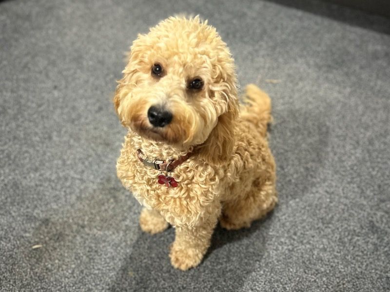 Skip – Cockapoo x Cocker Spaniel Stud Dog for Breeding in England | Vaccinated