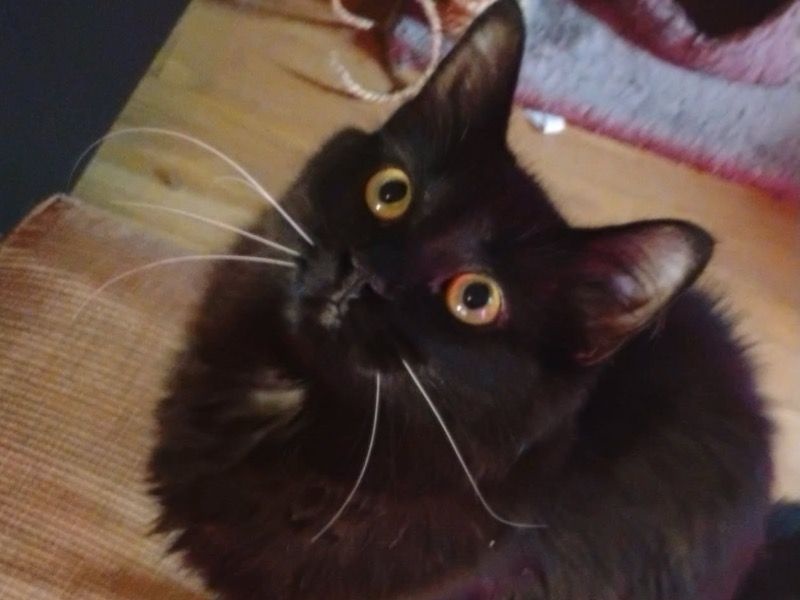 Shishi – Bombay x European shorthair Female Cat for Sale in Ontario | Vaccinated