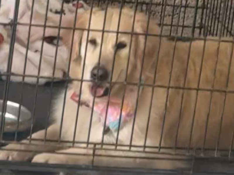 Kiara – Golden Retriever Female Dog for Breeding in Texas | Vaccinated