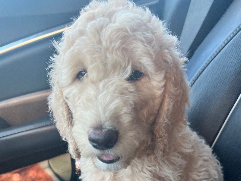 Melody – Goldendoodle Female Dog for Sale in California | Vaccinated
