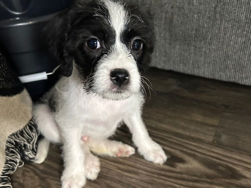 Ace – Maltese x Chihuahua Male Dog for Sale in Texas