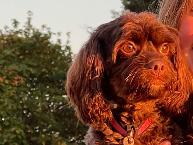 Bella – Cockapoo Female Dog for Breeding in Oregon | Vaccinated