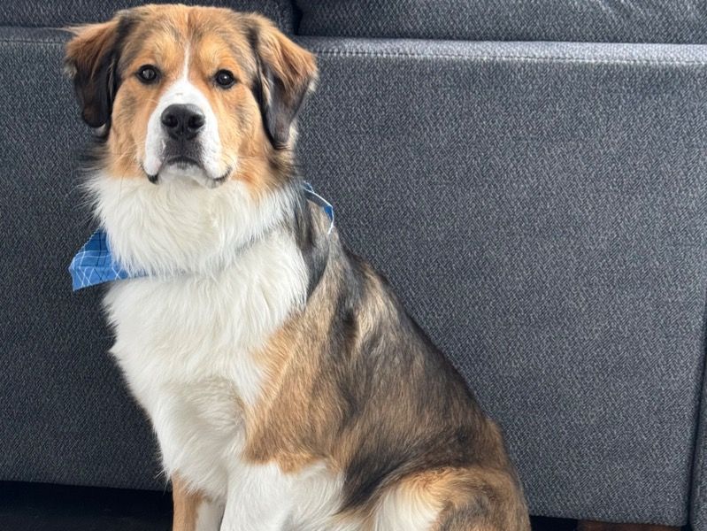 Winston – Bernese Mountain Dog x Great Pyrenees Stud Dog for Breeding in Pennsylvania | Vaccinated