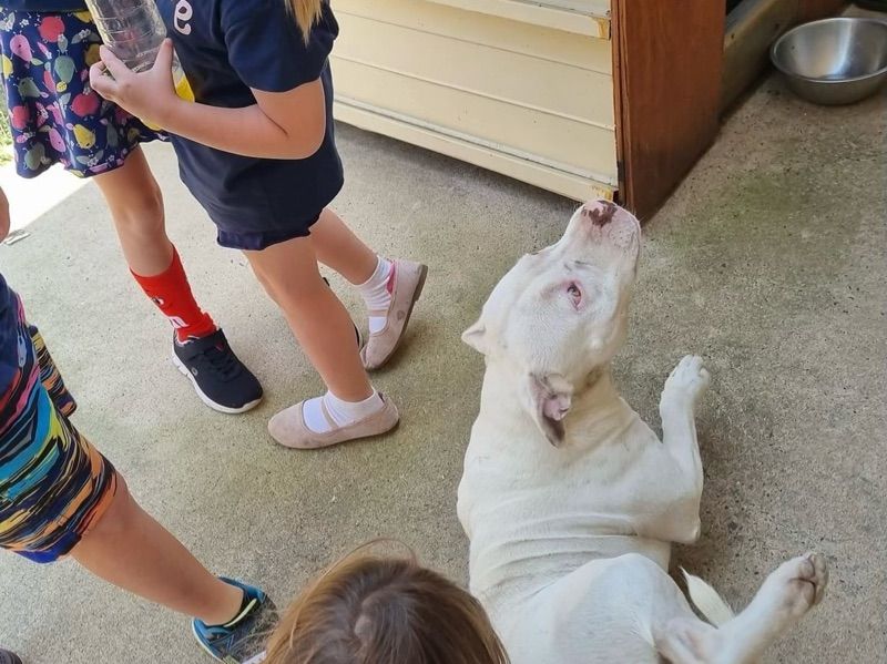 Ivory – American Staffordshire Terrier Stud Dog for Breeding in Queensland | Vaccinated
