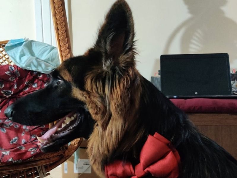 Simba – German Shepherd Stud Dog for Breeding in Telangana | Vaccinated