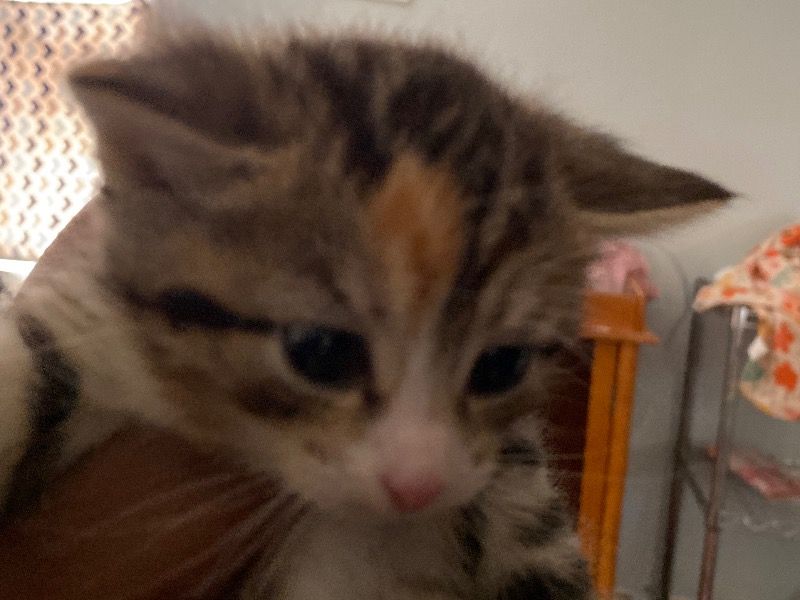You Choose – Tuxedo Cat x Tabby Female Cat for Sale in Illinois