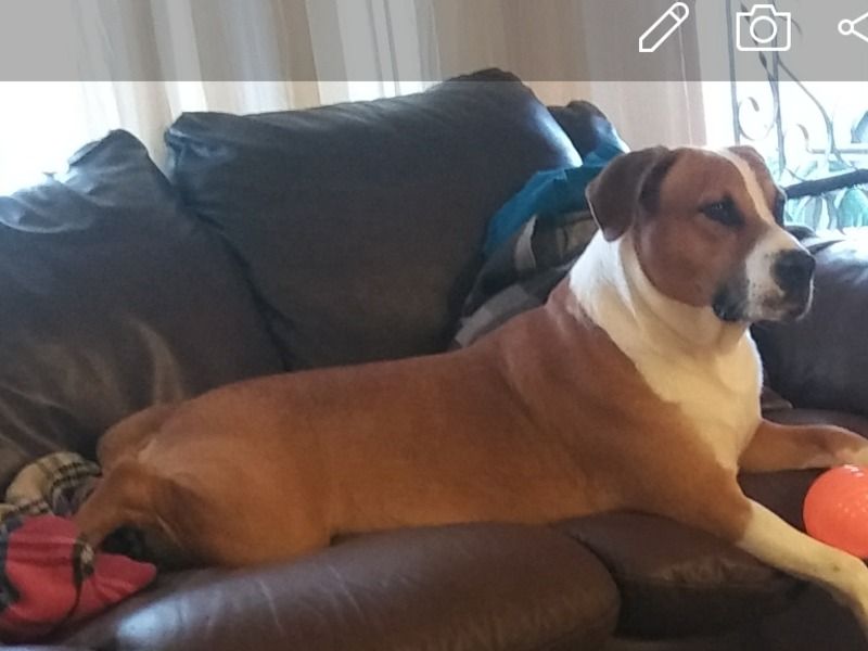 Marley – White English Bulldog x American Bulldog Stud Dog for Breeding in Arizona | Vaccinated