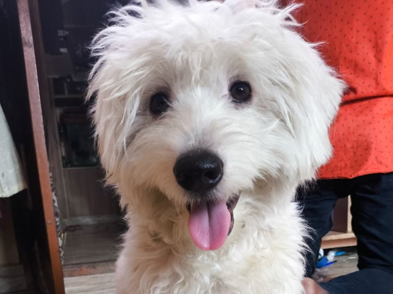 Leo – Lhasa Apso Stud Dog for Breeding in Tamil Nadu | Vaccinated