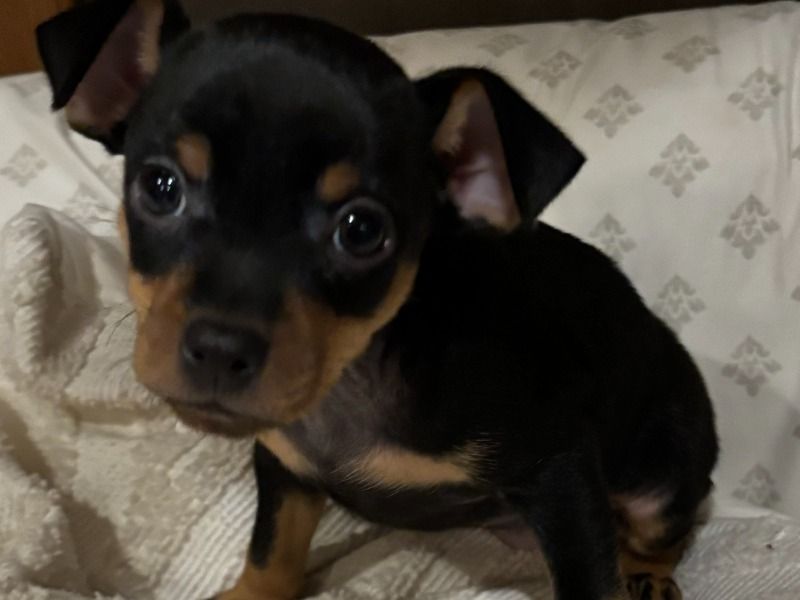 Harley – Miniature Pinscher Female Dog for Sale in California | Vaccinated