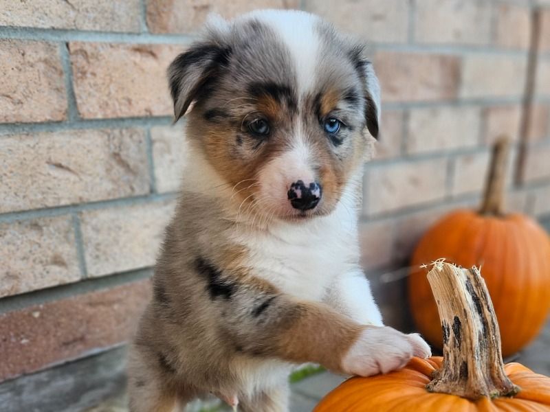 Douglas – Australian Shepherd x Border Aussie Male Dog for Sale in Ontario | Vaccinated