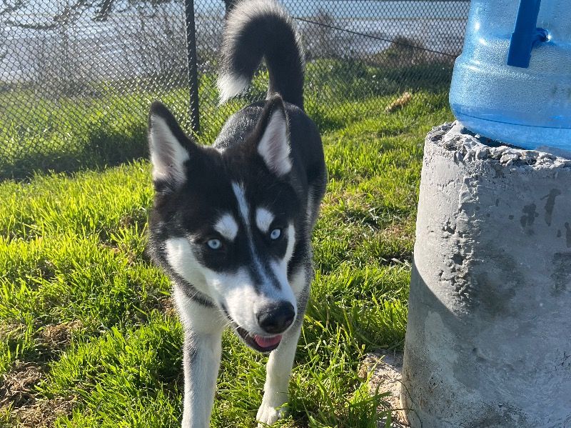 Lillith – Siberian Husky Female Dog for Breeding in California | Vaccinated