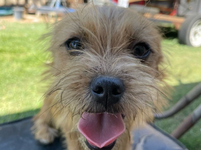 Biscuit – Norfolk Terrier Female Dog for Sale in California