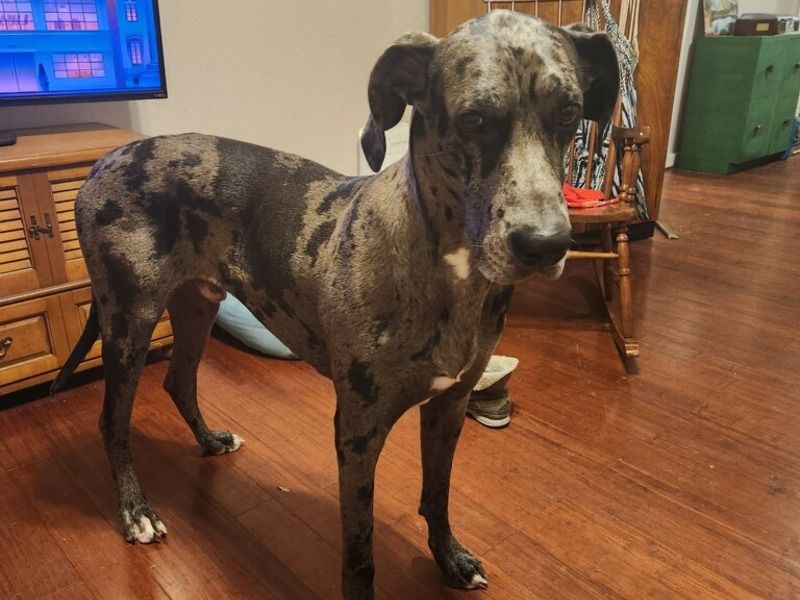 Ghost – Great Dane Stud Dog for Breeding in Texas | Vaccinated