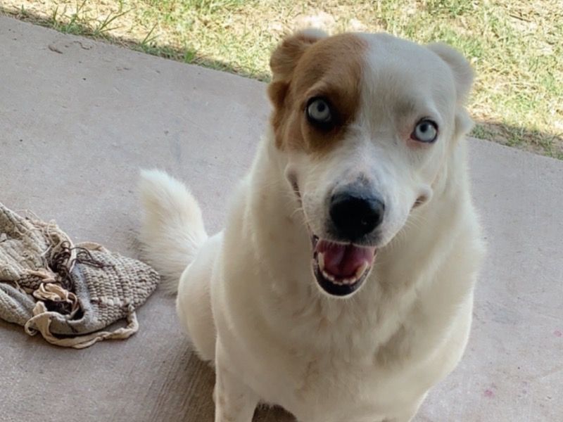 Kinsey – Catahoula Leopard Dog Female Dog for Adoption in Texas | Vaccinated