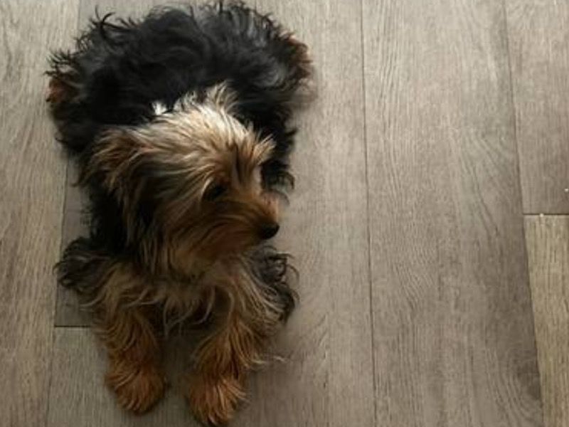 Daisy – Yorkshire Terrier Female Dog for Sale in Texas | Vaccinated, Pedigree