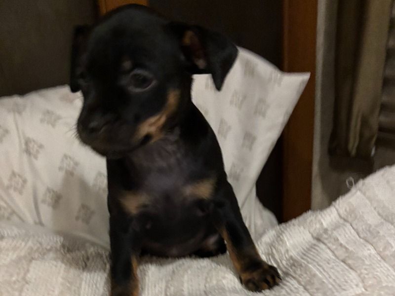 Nova – Miniature Pinscher Female Dog for Sale in California | Vaccinated