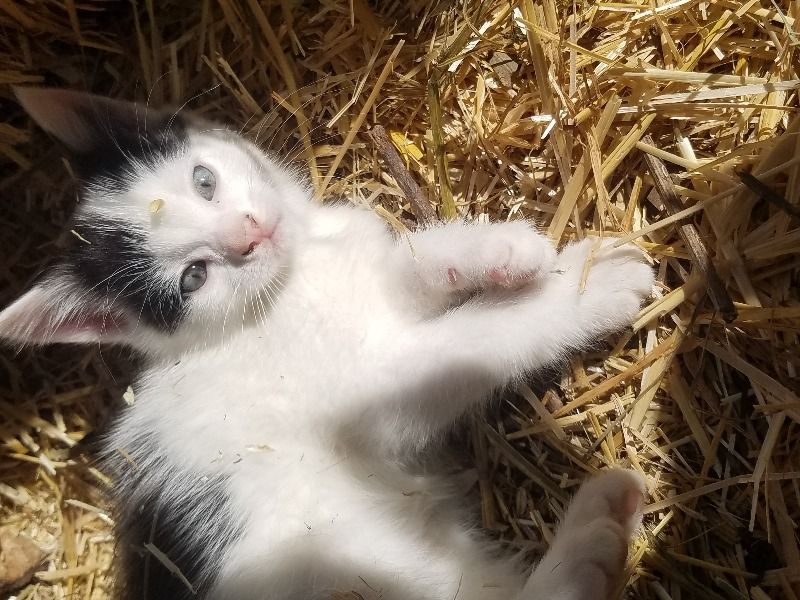 Snowball – American Shorthair Female Cat for Sale in Alberta | Vaccinated